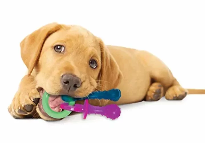 dog with a chew toy