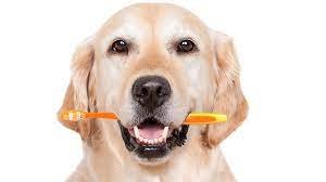 dog with a toothbrush